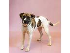 Adopt Pen 156 Pandora a Labrador Retriever