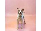 Adopt Vc-10 Bae a Pit Bull Terrier