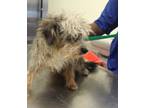 Adopt Pen 219 Darlene a Terrier