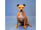 Adopt Pen 111 Honolulu a Pit Bull Terrier