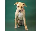 Adopt Pen 164 Blossom a Labrador Retriever