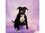 Adopt Pen 202 Lego a Pit Bull Terrier
