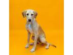 Adopt Pen 167 Nala a Labrador Retriever