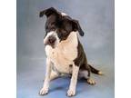 Adopt Pen 129 Buttercup a Pit Bull Terrier