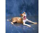 Adopt Pen 163c Princess a Pit Bull Terrier