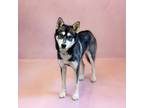 Adopt Pen 175 Satin a Siberian Husky