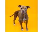 Adopt 207 Brie a Pit Bull Terrier
