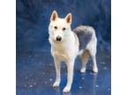 Adopt Pen 104 Fancy a Siberian Husky