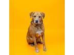 Adopt Pen 100c Bb a Labrador Retriever