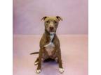 Adopt Ic-9 Mariko a Pit Bull Terrier