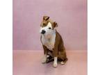 Adopt Ic 17 Romee a Pit Bull Terrier