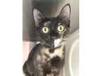 Adopt Cora a Tortoiseshell, Domestic Short Hair