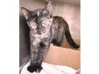 Adopt Claire a Tortoiseshell, Tabby