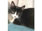 Adopt Beth a Tuxedo, Domestic Short Hair