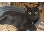 Adopt Mamba a Bombay, Domestic Short Hair