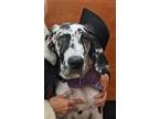 Adopt Nymeria a Great Dane