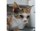 Adopt 24-08-2621c Arabella a Domestic Short Hair