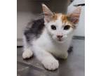 Adopt 24-08-2621b Ophelia a Domestic Short Hair