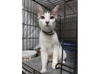 Adopt 24-08-2621a Suzie a Domestic Short Hair