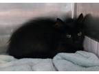 Adopt 24-08-2632 Violetta a Domestic Medium Hair
