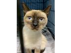 Adopt 24-08-2633b Vicky a Domestic Short Hair