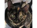 Adopt Furrmione a Domestic Short Hair