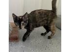 Adopt Katy Purry a Domestic Short Hair