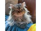 Adopt Miss Kitty a Domestic Long Hair
