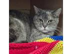 Adopt Wisteria a Domestic Short Hair