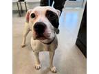 Adopt Lucille a Pit Bull Terrier