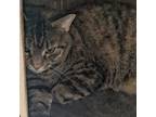 Adopt Lucy a Domestic Short Hair