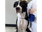 Adopt Panda a Labrador Retriever