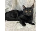 Adopt Janeway a Domestic Short Hair
