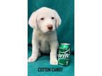 Adopt Cotton Candy a Catahoula Leopard Dog, Great Pyrenees