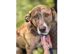 Adopt Doosa a Catahoula Leopard Dog, Mixed Breed