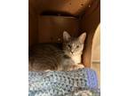 Adopt Muffie a Domestic Short Hair
