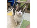 Adopt Pandora a Domestic Short Hair