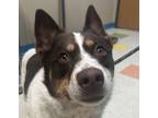 Adopt Gypsy a Australian Cattle Dog / Blue Heeler