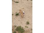 Adopt Bailey a Mixed Breed