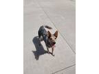 Adopt Twila a Cattle Dog