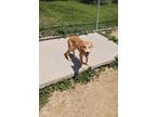 Adopt Marsha a Mixed Breed