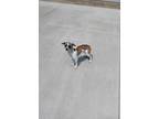 Adopt Bristol a Terrier