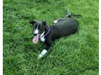 Adopt Julie 42366 a Australian Cattle Dog / Blue Heeler, Labrador Retriever