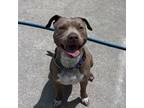 Adopt Henna a Mixed Breed