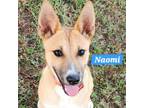 Adopt Naomi a Australian Kelpie