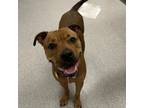 Adopt Macie a American Staffordshire Terrier