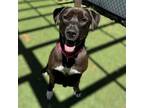 Adopt Angel a Labrador Retriever