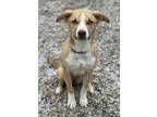 Adopt Enid a Husky, Labrador Retriever