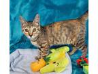 Adopt Chrissy a Domestic Short Hair