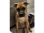 Adopt Smurfette a Boxer